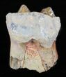 Hyracodon (Running Rhino) Tooth - South Dakota #60960-1